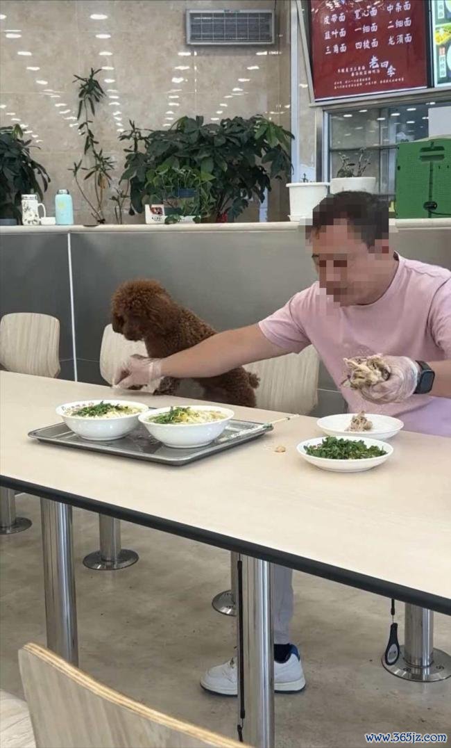 男人饭馆就餐让宠物狗在餐桌进食